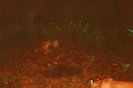 Trail camera photo of a bobcat