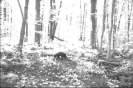 Trail camera photo of a fisher