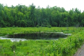 Pond next to trail