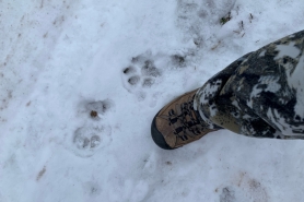 A set of cougar tracks found in Barron County on November 30, 2020. 