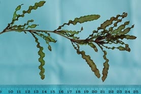 Photo of curly-leaf pondweed