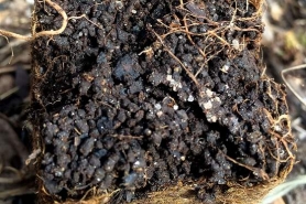 Soil left behind by jumping worms.