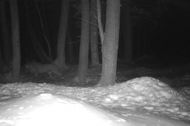 Cougar in Menominee County photographed on February 2, 2020.