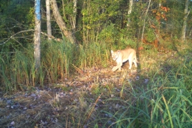 A trail camera photo of a cougar captured in Oconto County on October 1, 2020. 