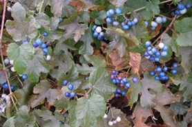 Photo of porcelain berry