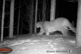 Price County Confirmed Cougar Observation 2-2-2020