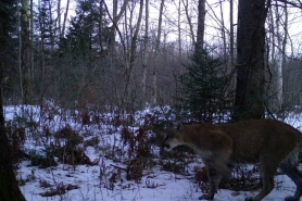 Photo of a cougar captured in Waupaca County on March 22, 2020. 