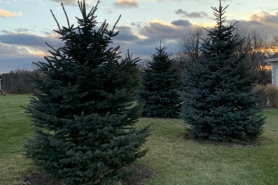 ​​​​backyard with line of evergreen trees