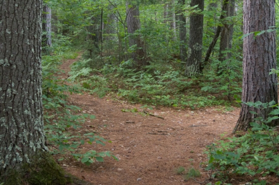 A trail splitting in two deep in a forest.
