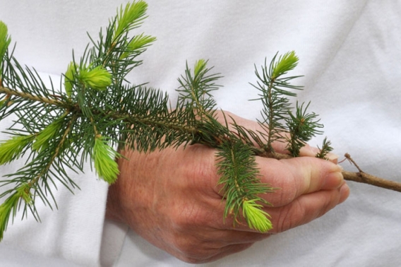 A close-up of a DNR employee holding a spruce seedling.