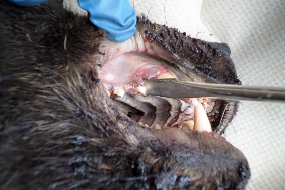 bear tooth removal 3