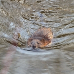 Beaver swimming in a lake