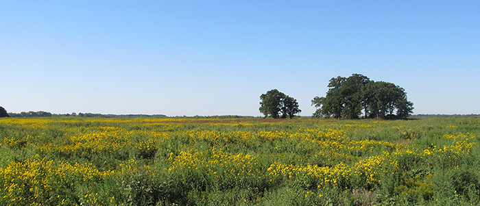 A field of flowers at the Lake Mills Wildlife Area