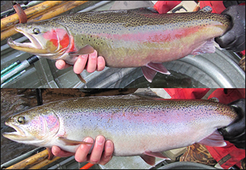 Photo of a male and female steelhead collected during a Brule River survey