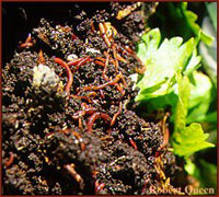 Red worms wiggle in a handful of compost.