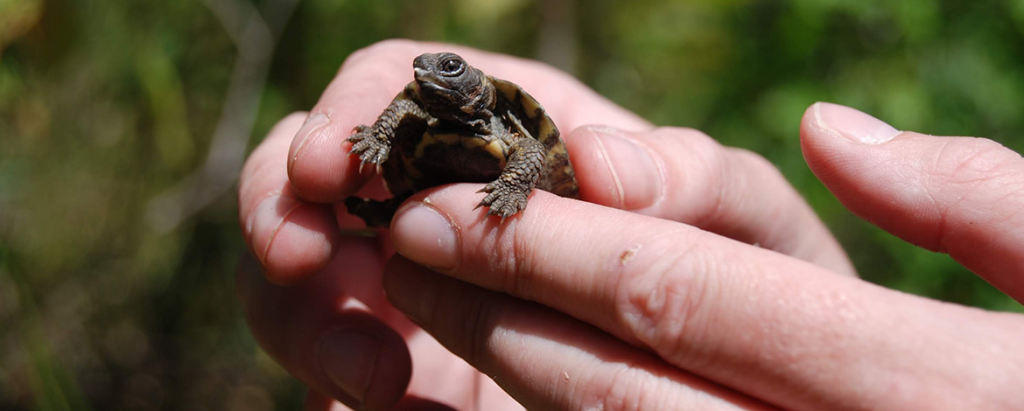 Wood turtle in hand