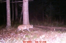 Trail camera of a bobcat