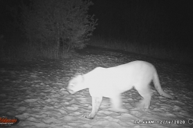 A trail camera photo of a cougar in Bayfield County, December 14, 2020.