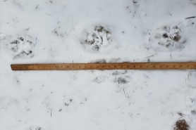 A photo of cougar tracks found in Bayfield County, next to a yard stick.
