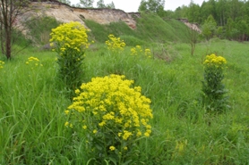 Photo of hill mustard