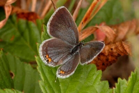 Eastern-tailed blue butterfly female.