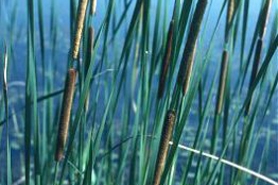 Photo of narrow-leaved cattail