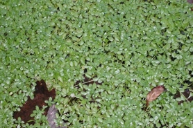 Photo of pond water-starwort