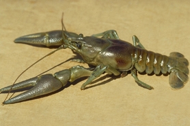 Photo of rusty crayfish