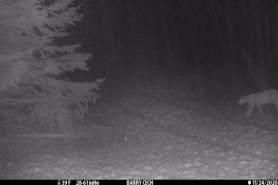 Trail camera photo of a cougar near Cable, WI. November 11, 2020. 