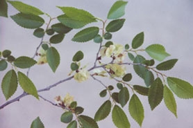 Photo of Siberian elm