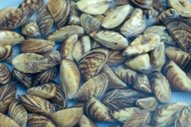 Photo of zebra mussel
