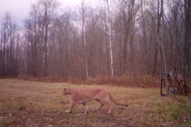 A trail camera photo of a cougar captured in Sawyer County on October 18, 2020. 