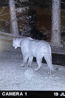 Cougar Sighting on June 19, 2023