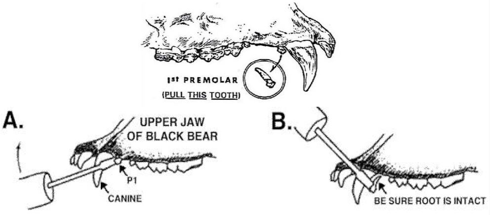 Bear tooth removal instructions