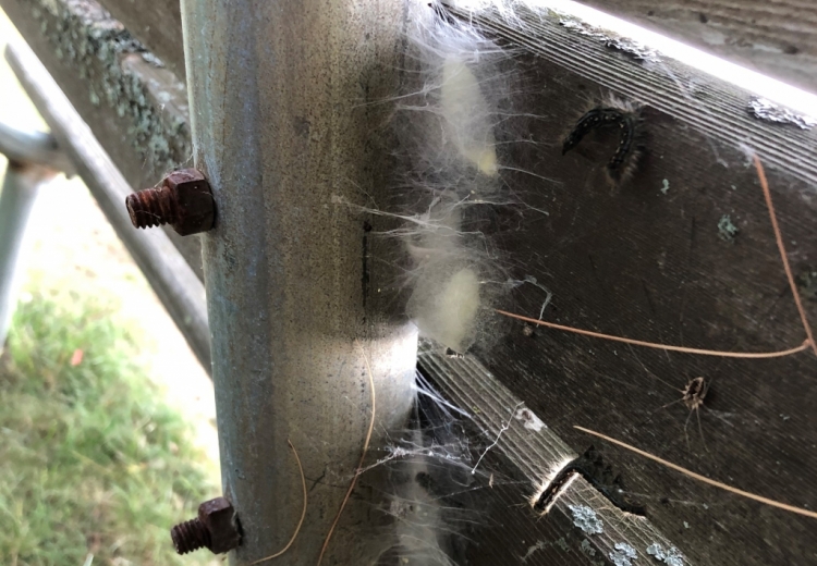 Forest tent caterpillar cocoons on a fence. 