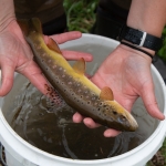 DNR staff holds a beautiful trout, picked from a bucket below.