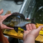 A large, vivid bluegill caught during a survey.
