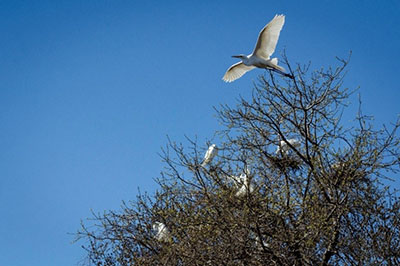 Great Egrets nesting at the Strawberry Island Colonial Waterbird Rookery
