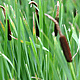 Broad Leaf Cattails
