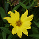 Sawtooth Sunflower