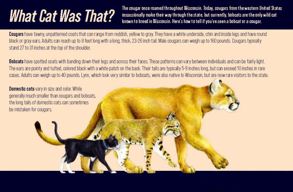 Infograph showing different characteristics on house cats, bobcats and cougars.