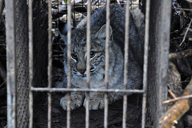 Captive bobcat