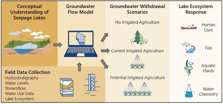 A graphic showing the Central Sands Lakes Study process demonstrating the field data considered or collected for the study including hydrostratigraphy, water levels, streamflow, water use data and lake ecosystem. Lake conceptual models, along with field data were entered as inputs into a computer model. The model ran three irrigation scenarios (no irrigated agriculture, current irrigated agriculture and potential irrigated agriculture). The model results were used to determine how the shift in lake levels may impact ecosystem responses such as human uses, fish, aquatic plants and water chemistry.