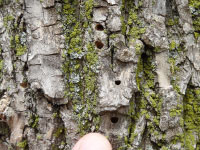 A tree trunk covered in D-shaped exit holes.