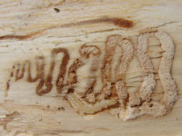 S-shaped galleries left in wood by emerald ash borer larvae.