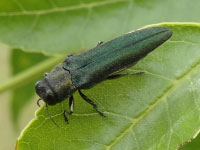 An adult emerald ash borer perched on a leaf.