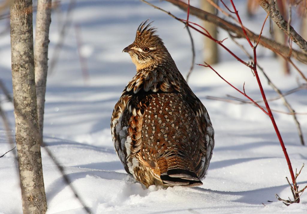 ruffed grouse in snow