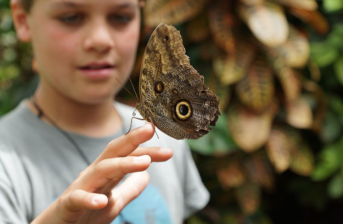 A young girl looks at a butterfly. 