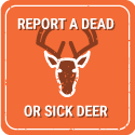 Report a dead or sick deer