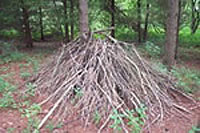 Brush piles provide shelter for wildlife.